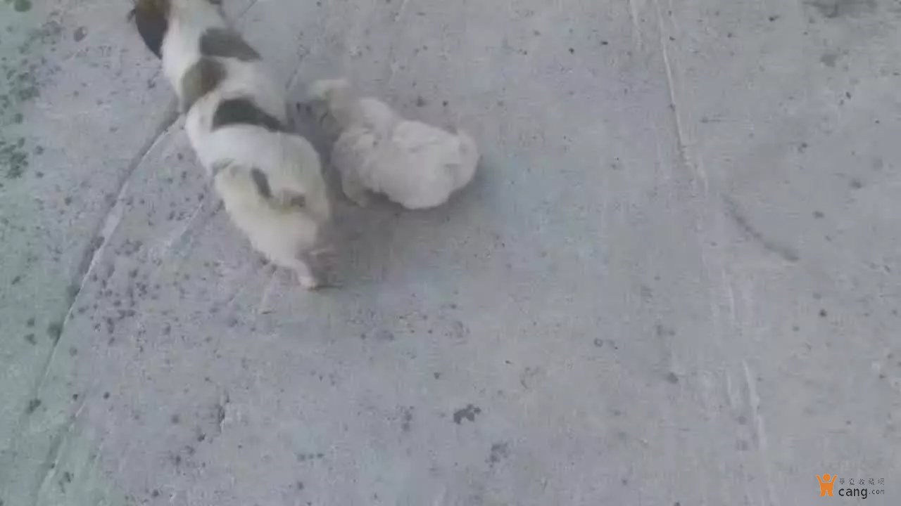 “kycom”渑池县2019年高、中招考试安全工作会议召开